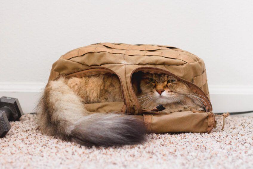 kot w torbie