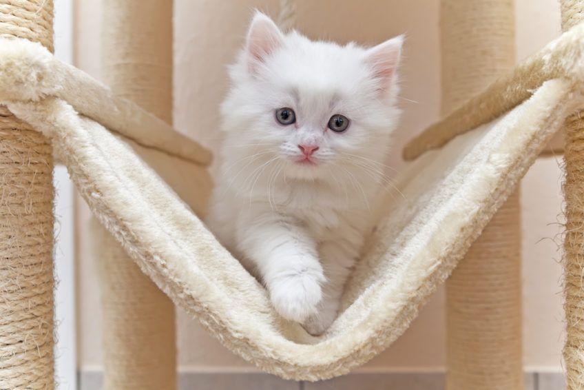 Mały kotek na hamaku