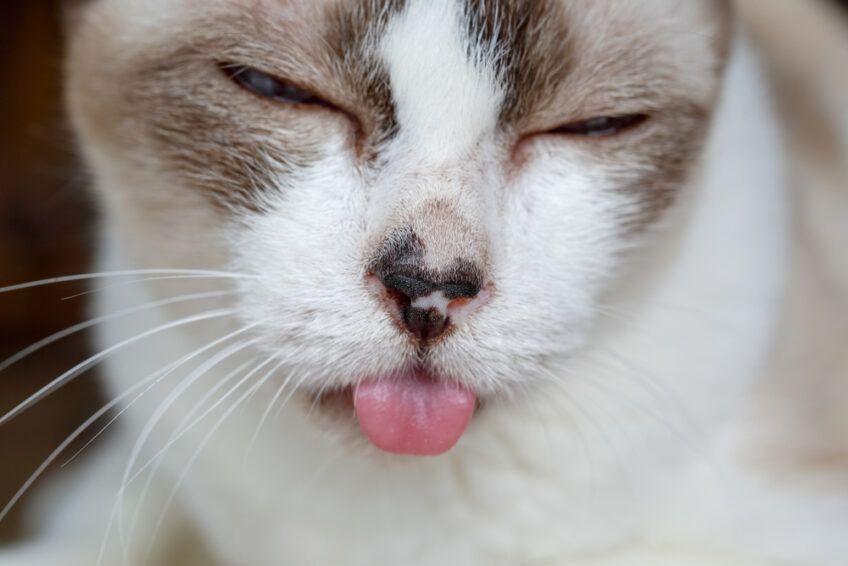 kot śpi z wywieszonym językiem
