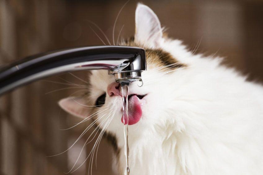 Kot pije wodę z kranu
