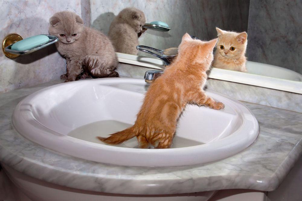 dwa koty bawią się w łazience