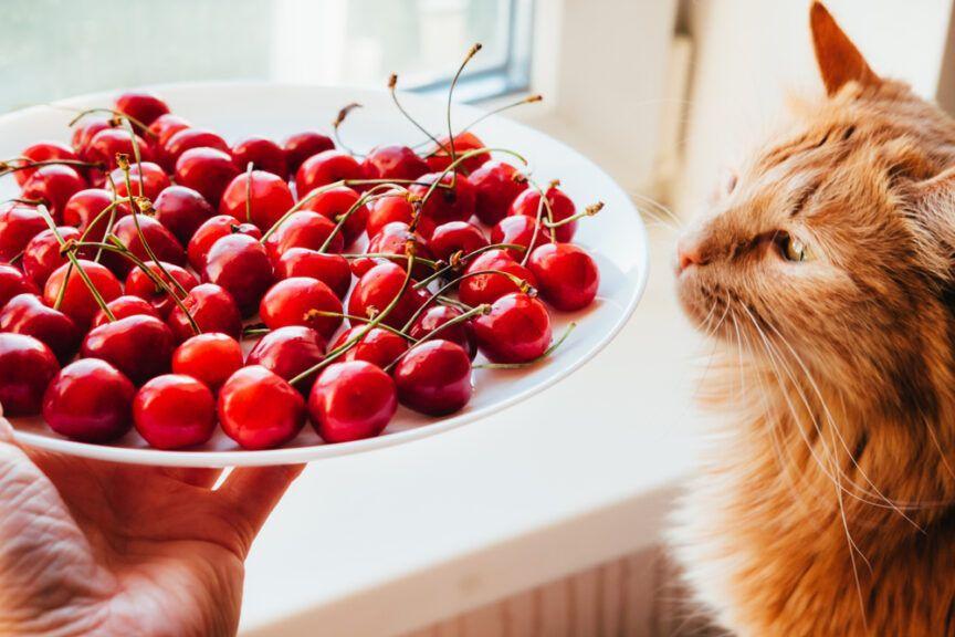 czy koty mogą jeść czereśnie