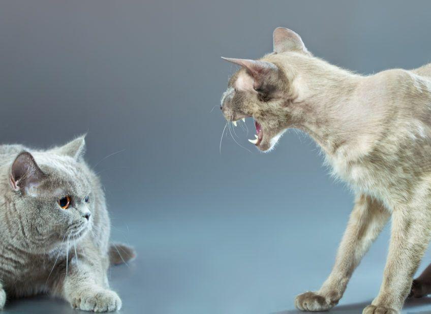 Jeden kot jest agresywny w stosunku do drugiego