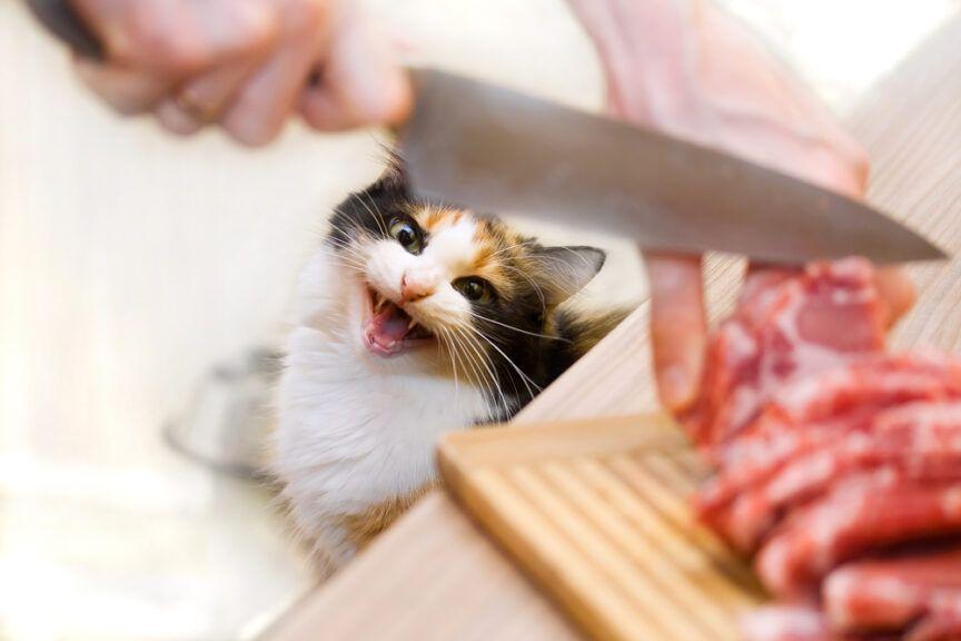 mięso z kotów