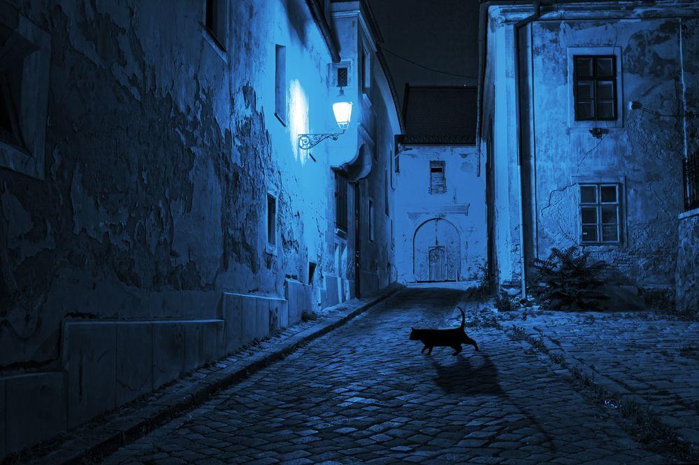 czarny kot w nocy