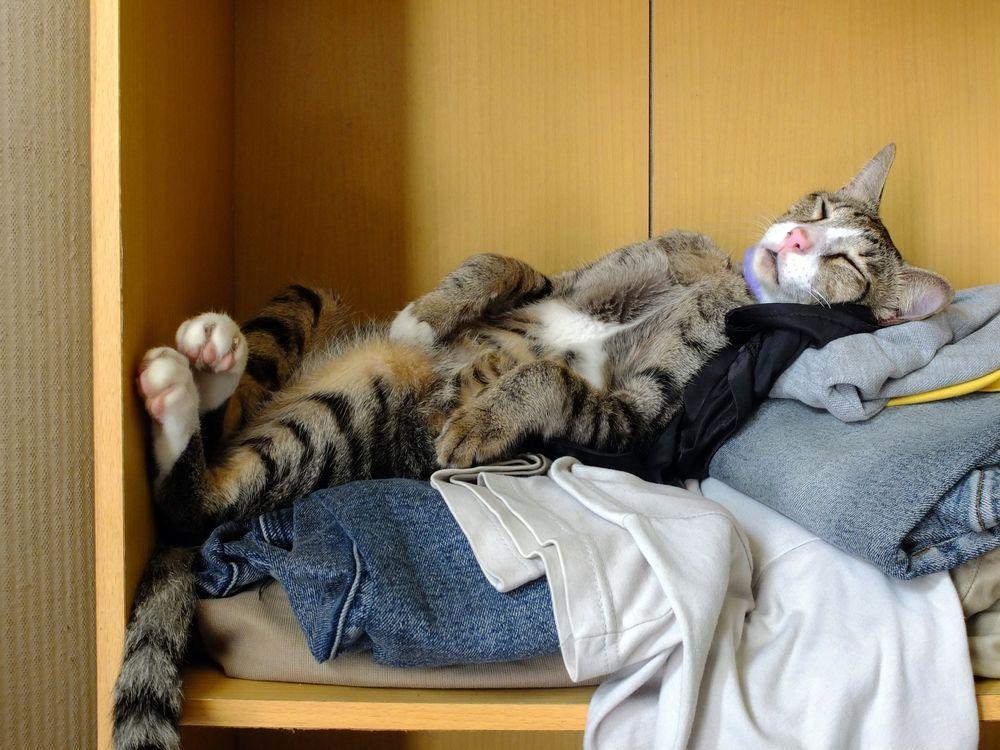 kot śpi w szafie