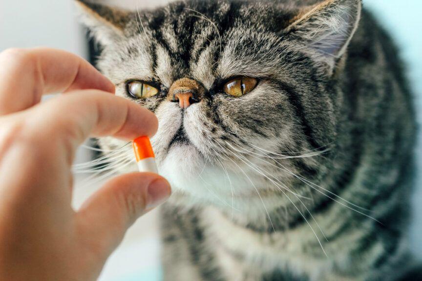 witaminy dla kota