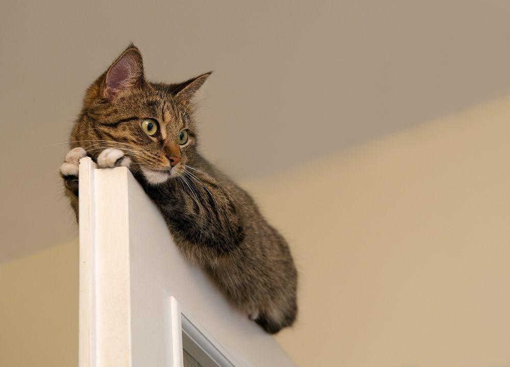 kot siedzi na drzwiach