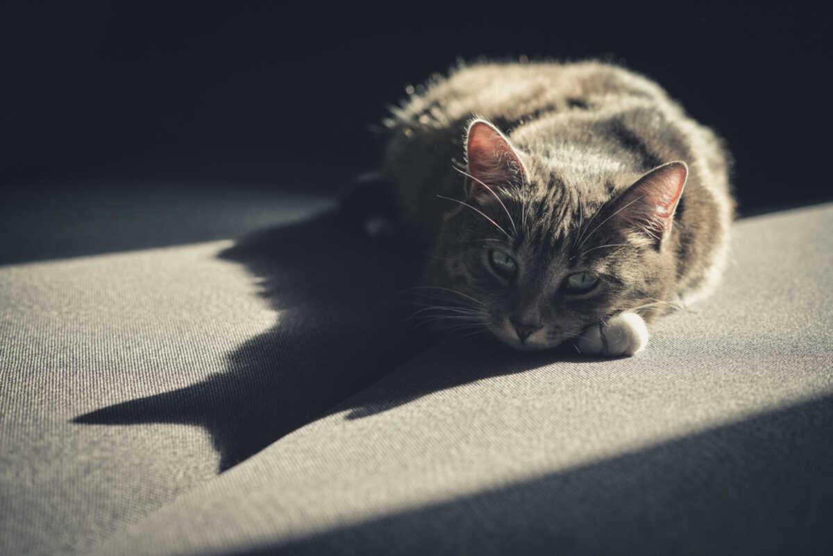 stary kot leżący w słońcu