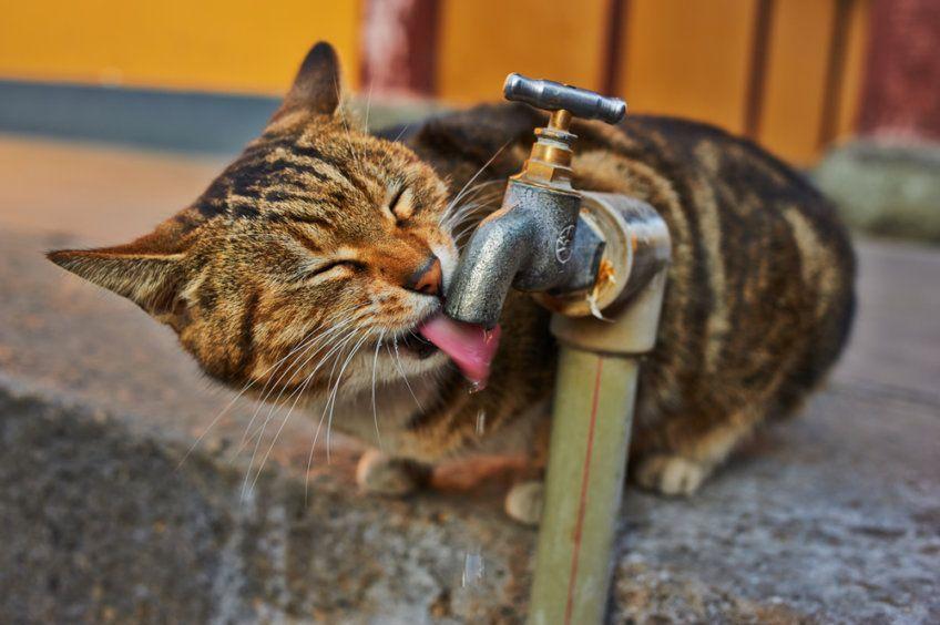 kot pije wodę