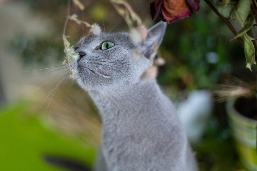 kotka zatruła się kwiatami