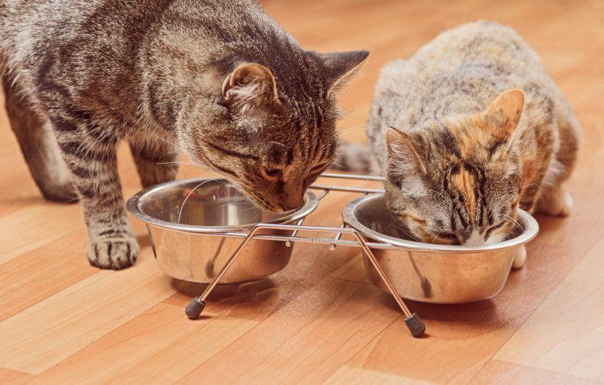 dwa koty jedzą z miski