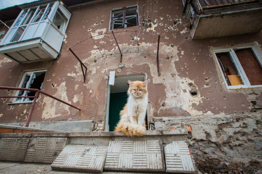 kot z ukrainy przeżył bombardowanie