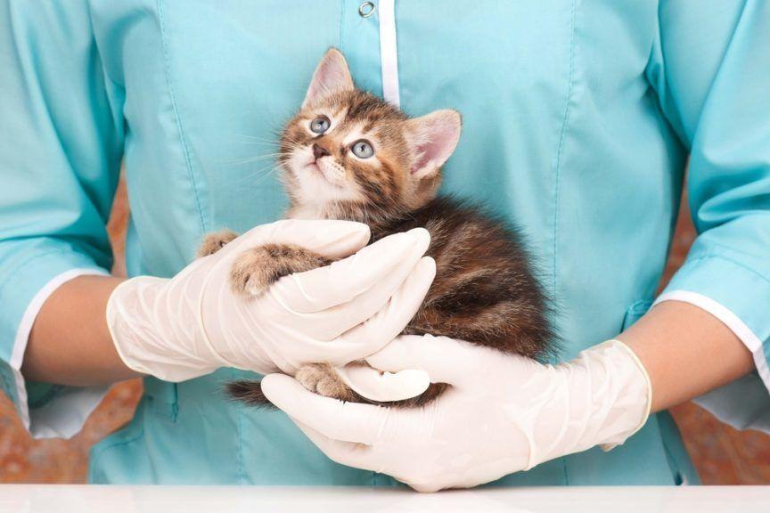 odporność u kota, Weterynarz trzyma na rękach małego kotka