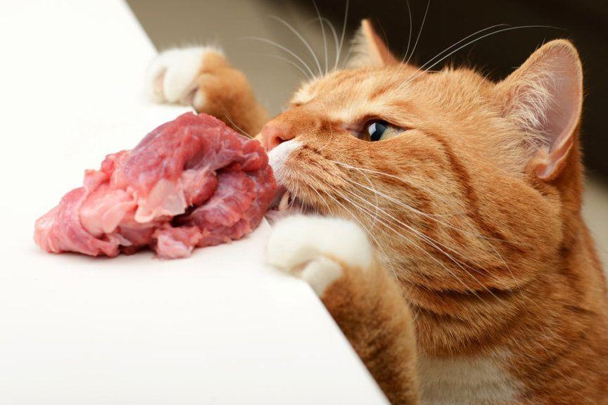 mięso dla kota