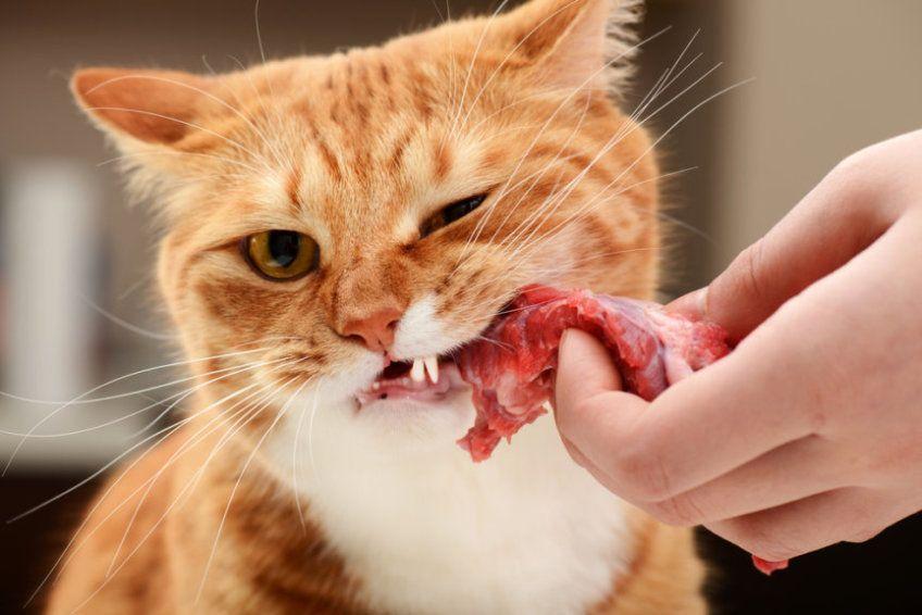 jedzenie dla kota