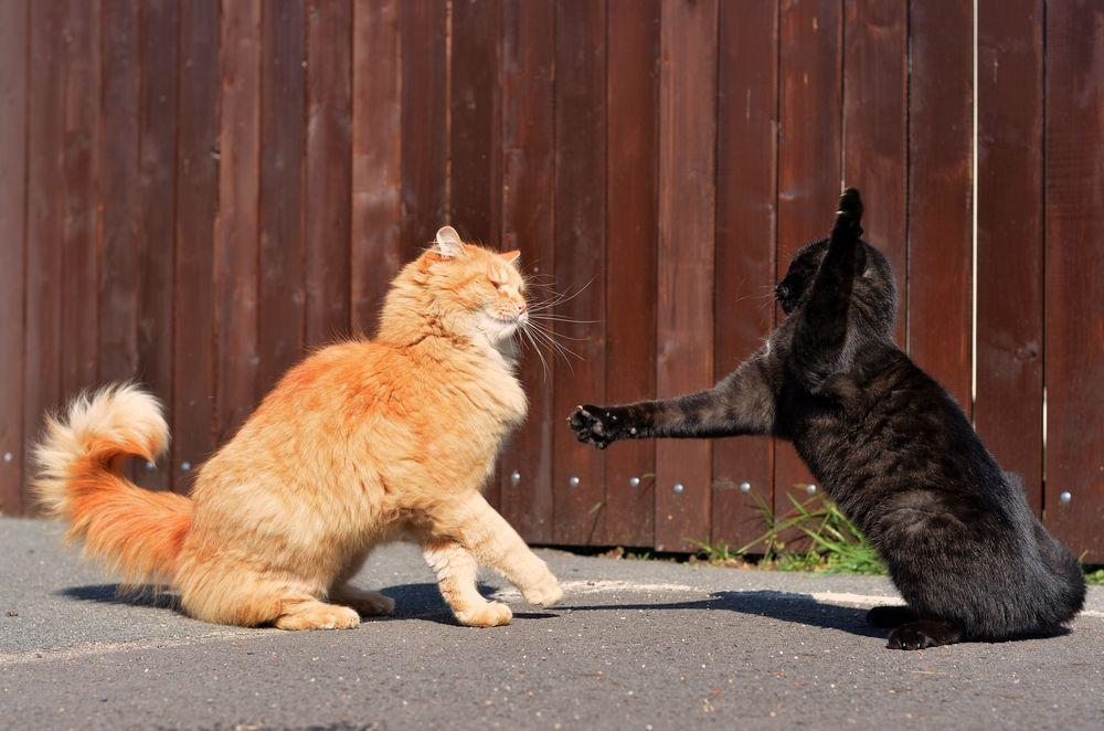 dwa walczące koty