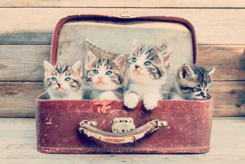 Cztery małe kotki w walizce 