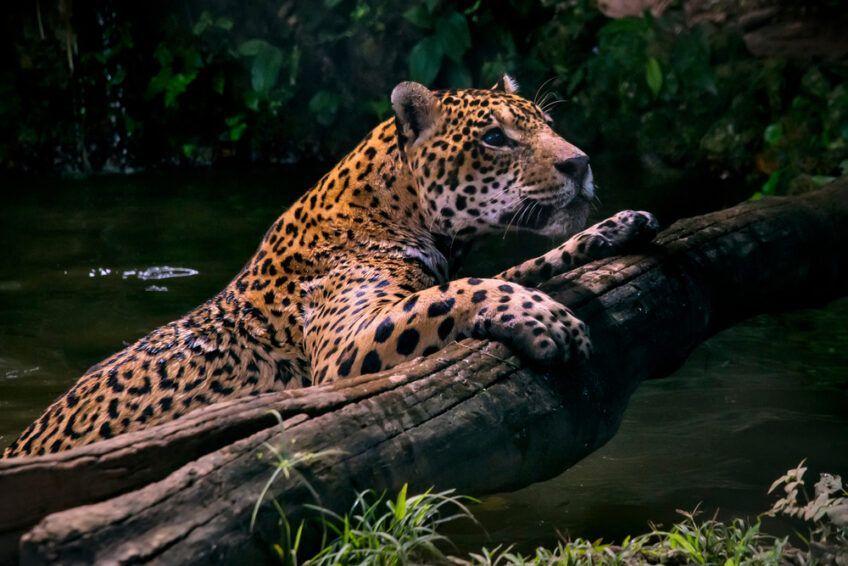 jaguar w wodzie