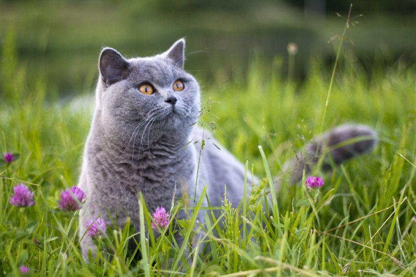 kot brytyjski w trawie