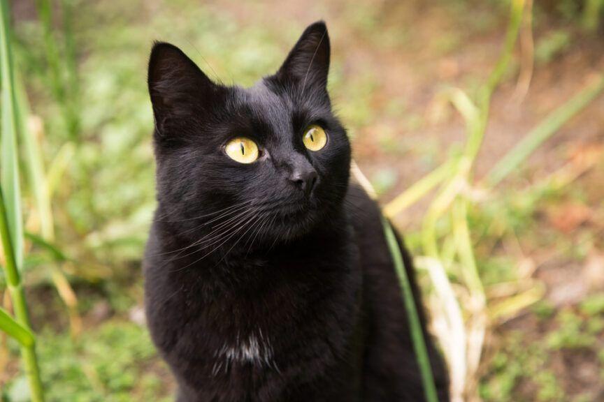 czarne koty przynoszą szczęście