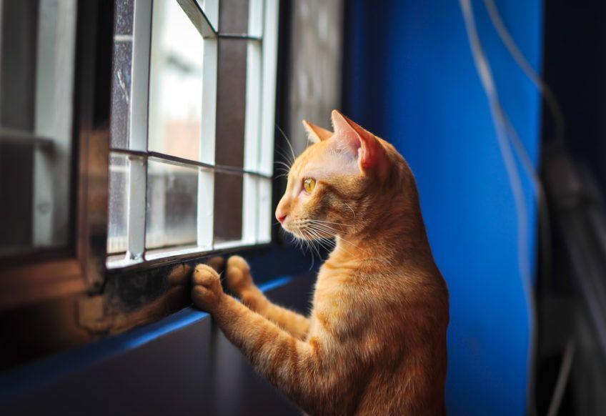 rudy kot wygląda przez okno