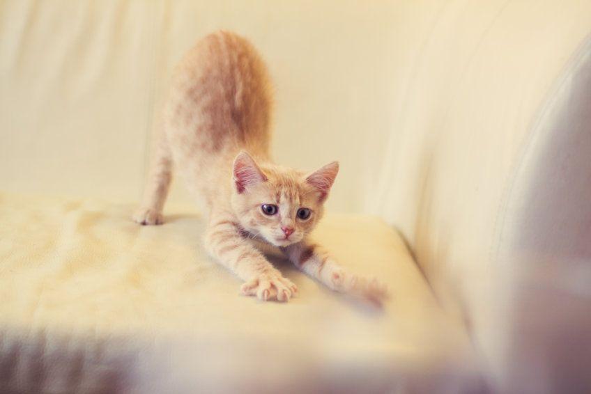 mały rudy kot drapie meble