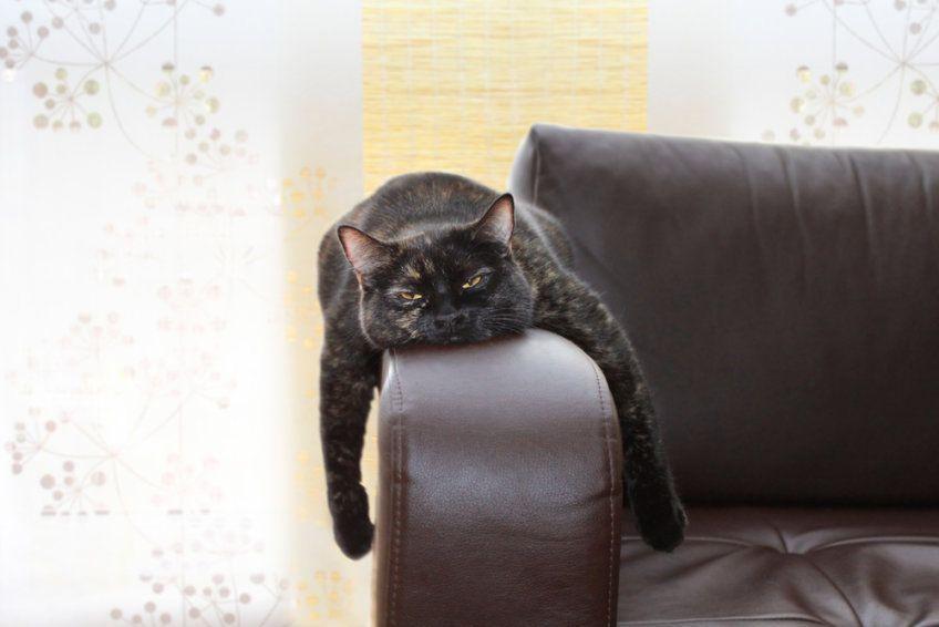 czarny kot nudzi się na kanapie