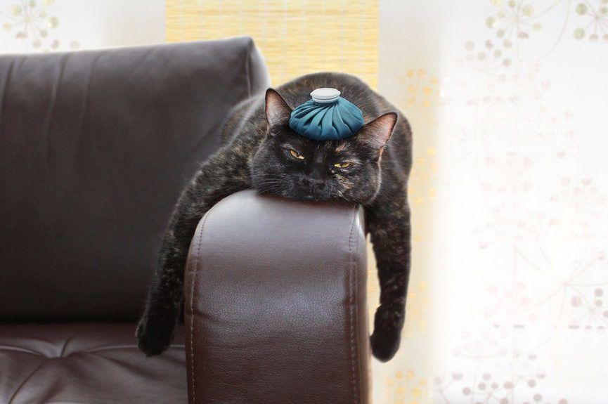 Kot leży na kanapie z bólem głowy