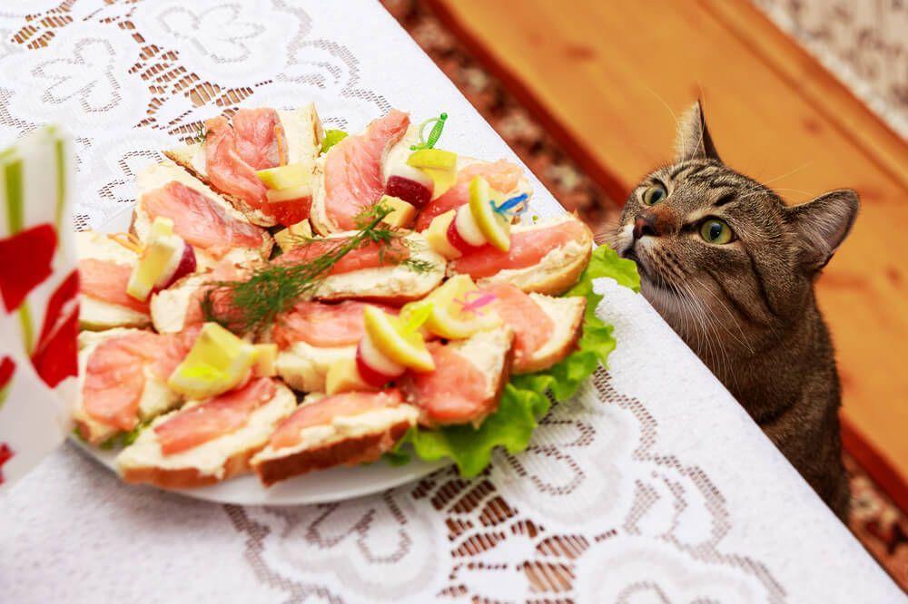 kot patrzy na jedzenie na stole