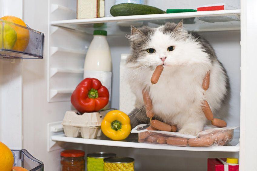 Kot kradnie jedzenie z lodówki