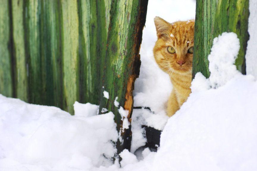 Bezdomne koty zimą