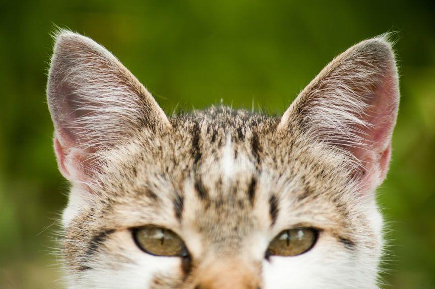 uszy kota z zielonymi oczami