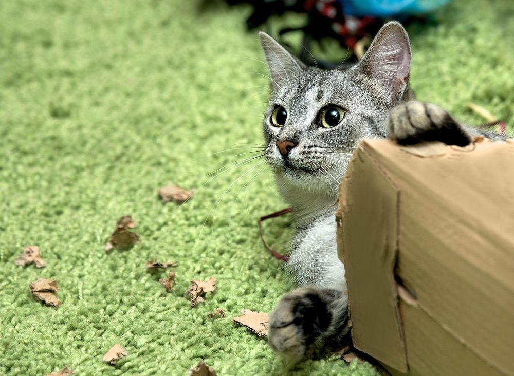 kot w pudełku