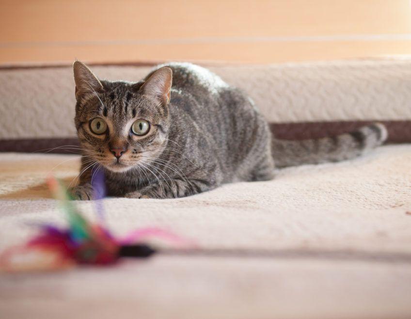 szary kot bawi się zabawką w domu