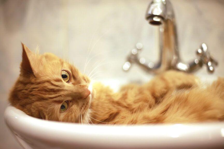 dlaczego kot śpi w umywalce