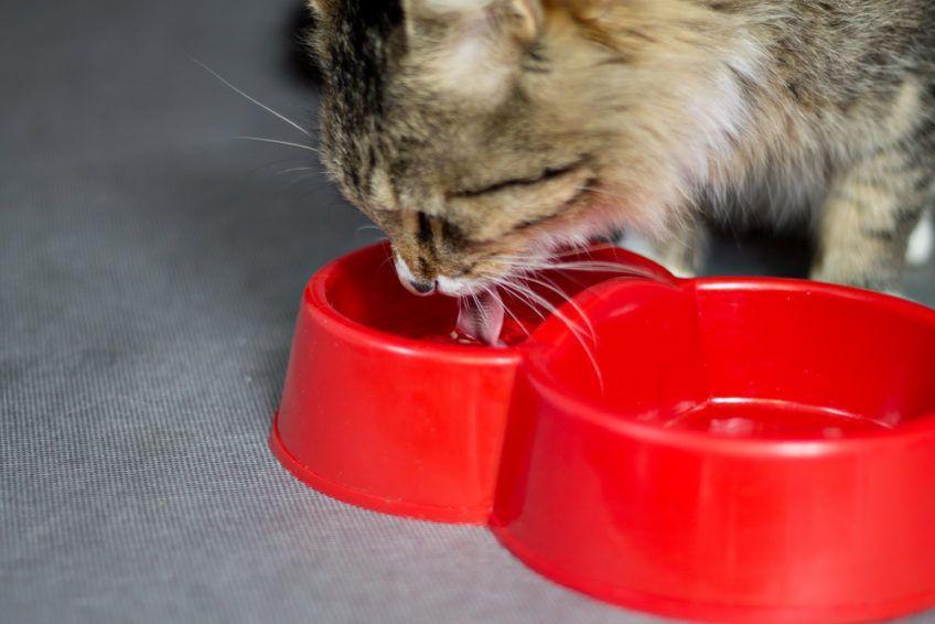 Kot pije wodę z czerwonej miski