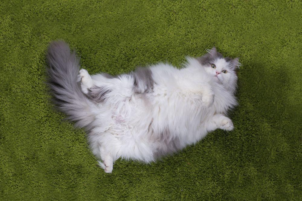 otyły kot leży na dywanie