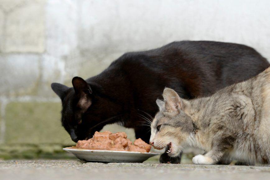 Koty jedzą mięso