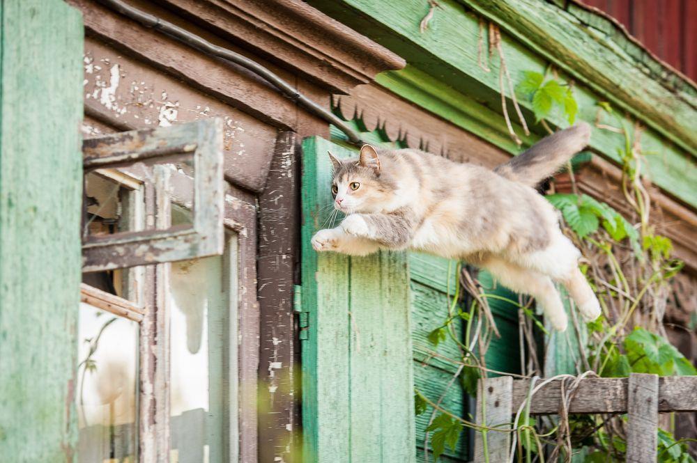 kot skacze na okno
