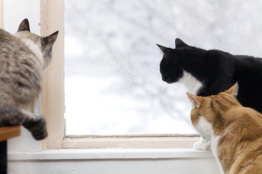 koty patrzą przez szybę