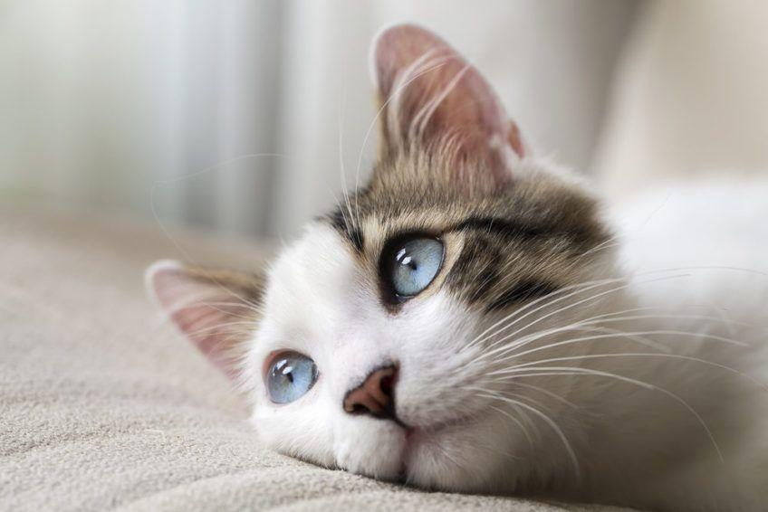 Zdjęcie leżącego kota z niebieskimi oczami
