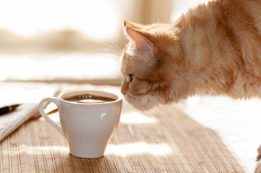 kot pije kawę