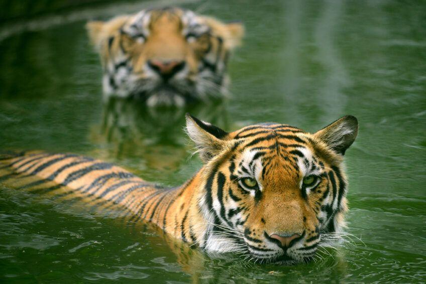 tygrysy bengalskie w wodzie