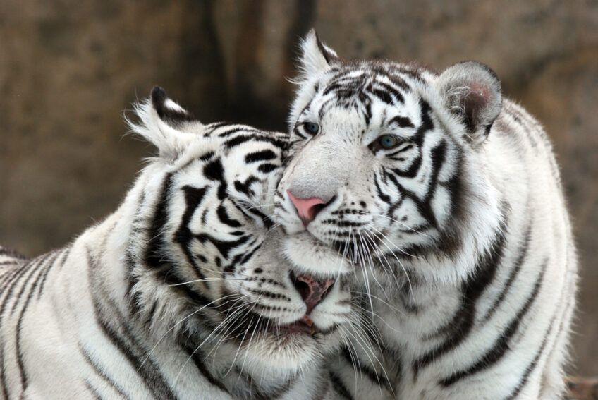 tygrysy biełe