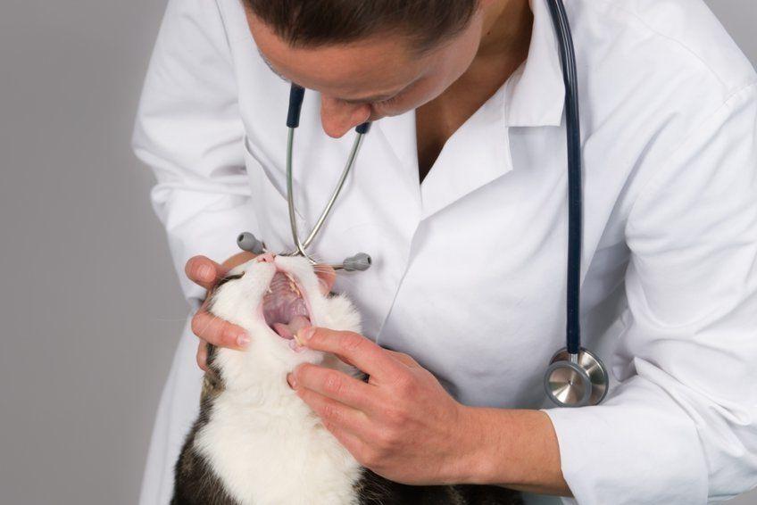 weterynarz zagląda kotu do pyszczka