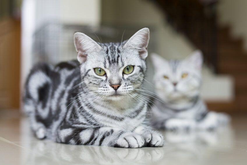 amerykański krótkowłosy amerykańska rasa kotów