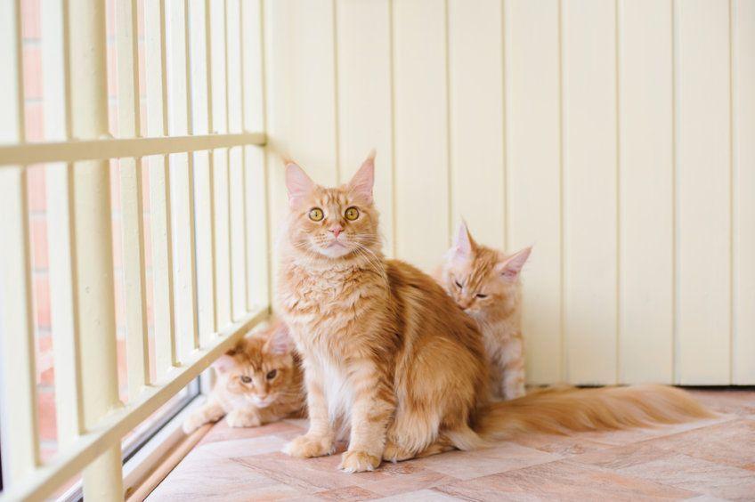 ruda kotka z młodymi