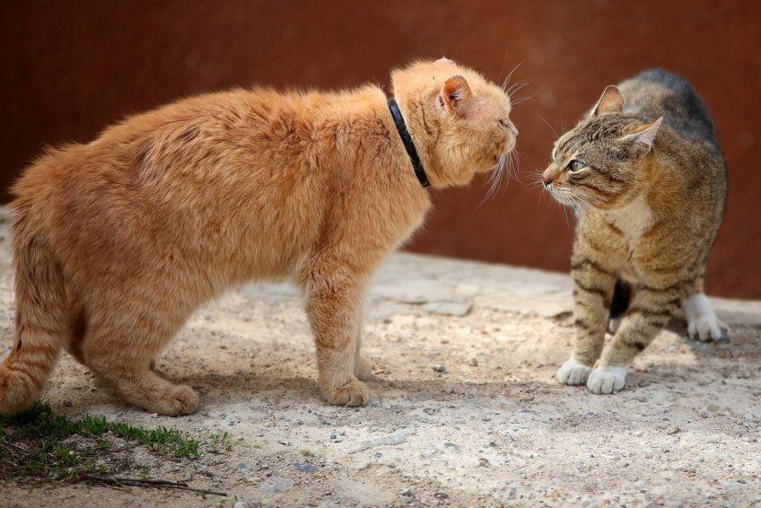 koty utrzymują ze sobą kontakt wzrokowy