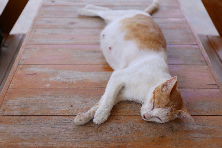 rudo-biała kotka jest w ciąży